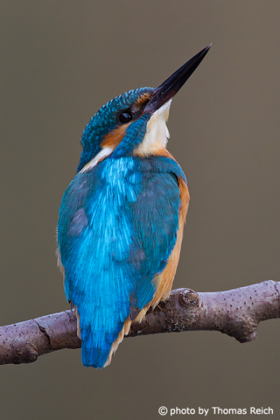Common Kingfisher - the flying jewel