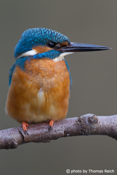 Close-up side view of a wild common kingfisher bird