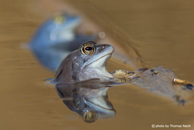 Moor Frog mating season