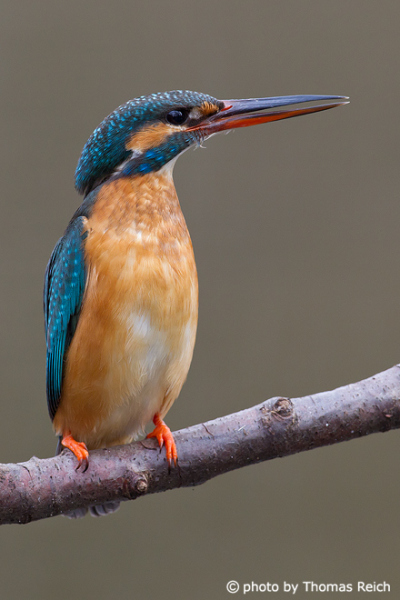 Common Kingfisher claws