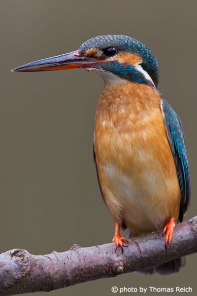 Common Kingfisher feathers chest