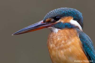 Bird Portrait of Common Kingfisher