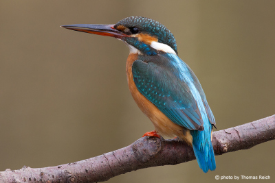Common Kingfisher female on branch