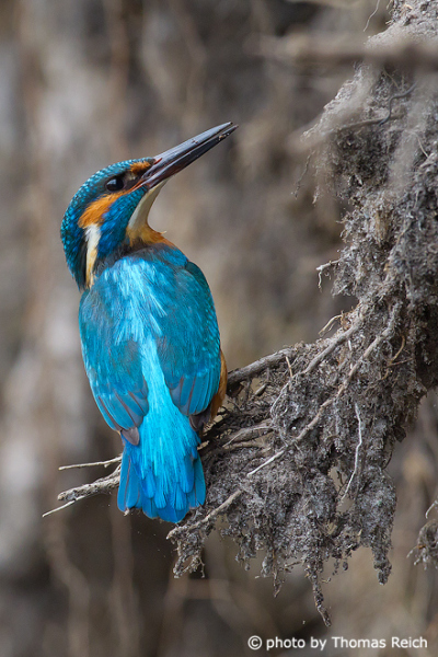 River Kingfisher at breeding site