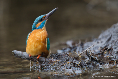 Common Kingfisher at the water edge