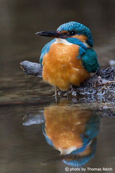 River Kingfisher at pond