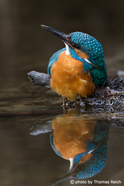 Common Kingfisher reflects in water