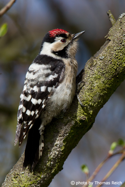 Lesser Spotted Woodpecker male in Spring