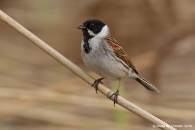 Common Reed Bunting appearance