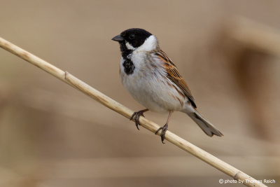 Male Common Reed Bunting in reed