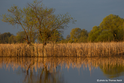 Reeds at Gülper Lake, Germany