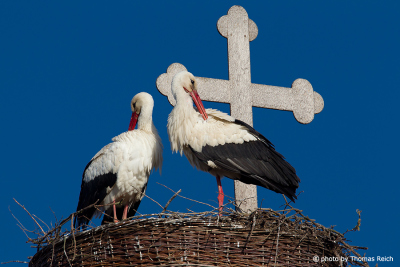 White Stork nest on a church
