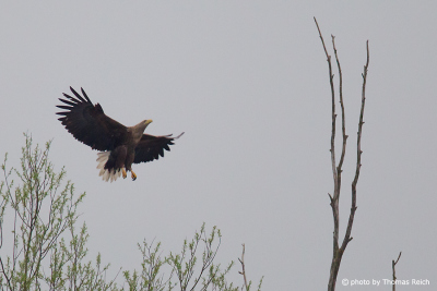 White-tailed Eagle approches branch