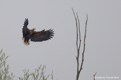 White-tailed Eagle flies to perching branch