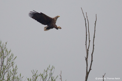 White-tailed eagle flies at branch