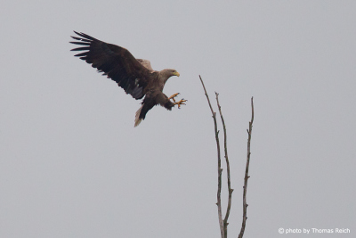 White-tailed Eagle landing on tree
