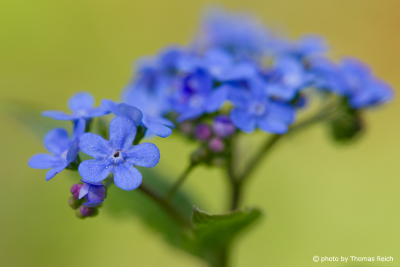 Blaue Vergissmeinnicht Blumen Blütezeit