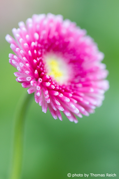 Pink Common Daisy flower