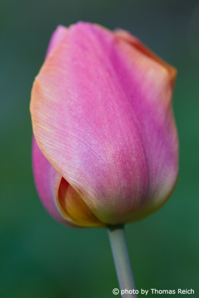 Rosa Tulpe Blüte