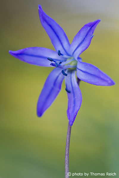 Blaustern Blüten