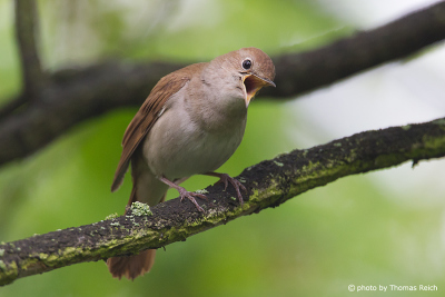 Nightingale singing in spring