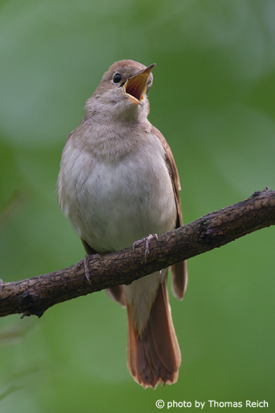 Singing Nightingale sitting on a branch