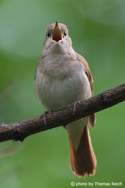Nightingale male call