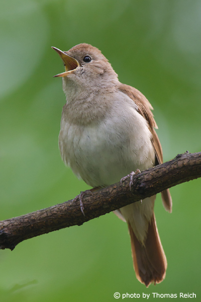 Nightingale male singing