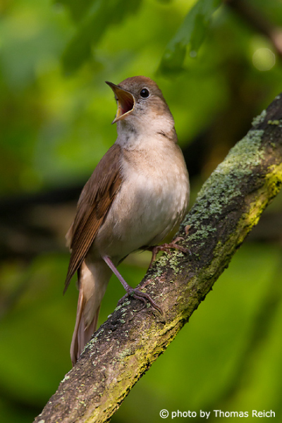 Appearance of Nightingale bird
