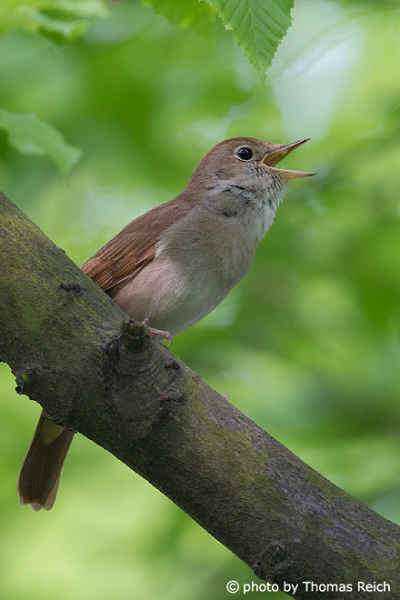Nightingale singing a wonderful song