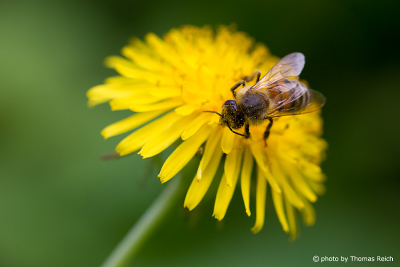 Bee on Dandelion flower head