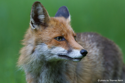 Red Fox photographs