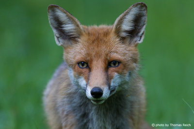 Red Fox nose