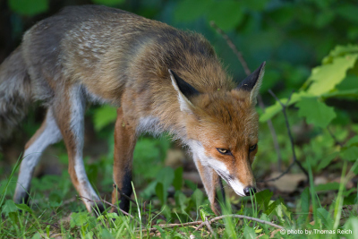 Red Fox habitat forest