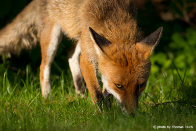 Red Fox picks up scent