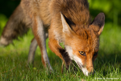 Red Fox female photo