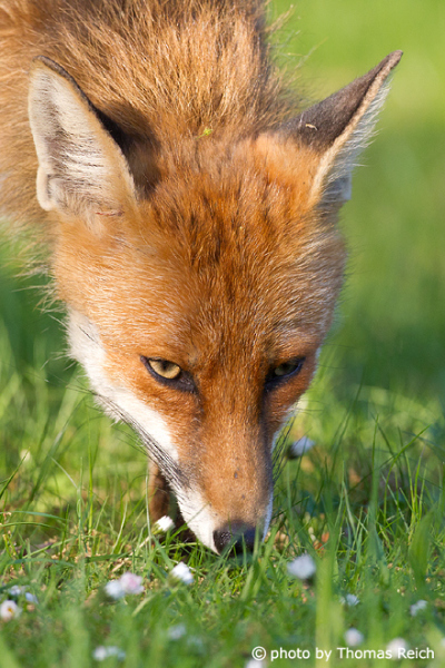 Red Fox sniffing the ground