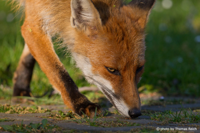 Red Fox looking for food