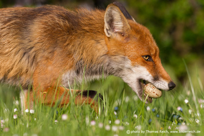 Red Fox with stolen moorhen egg