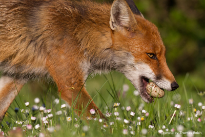 Red Fox with stolen egg