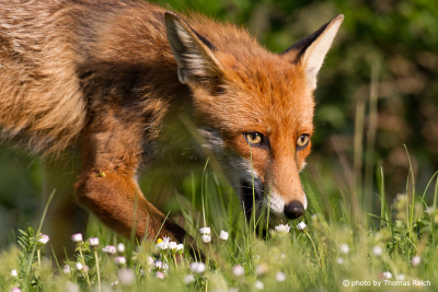 Red Fox with hunted egg