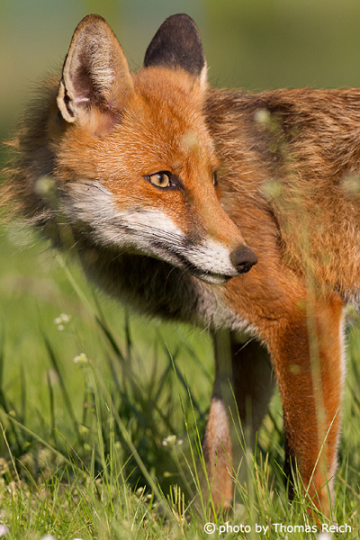 Red Fox close up