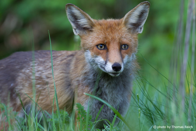 Red Fox appearance