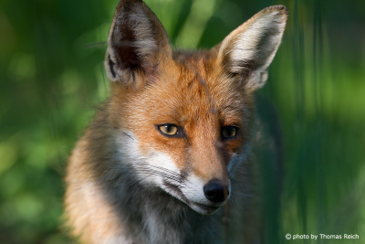 Red Fox close up photo