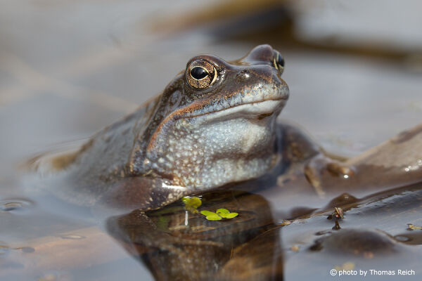 Moor Frog foraging