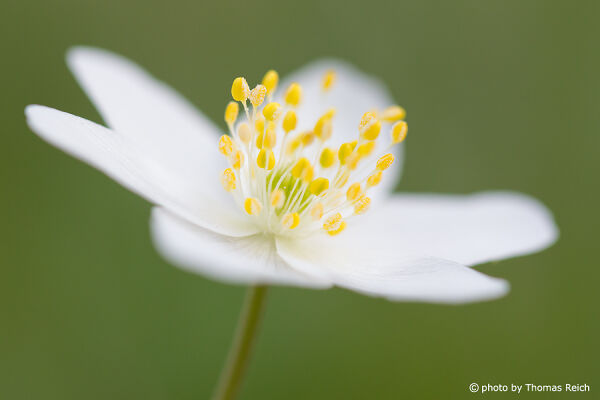 White Wood Anemone in spring