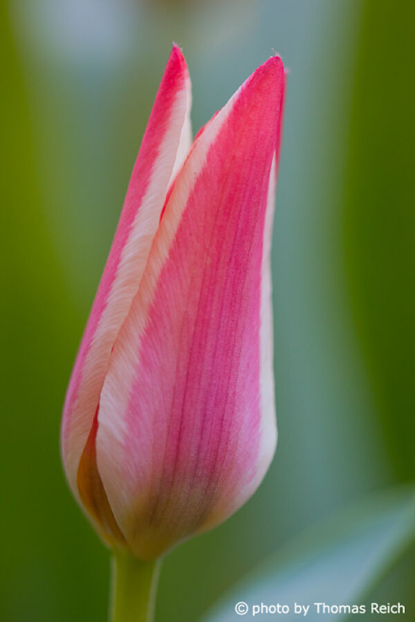 Tulip flower appearance