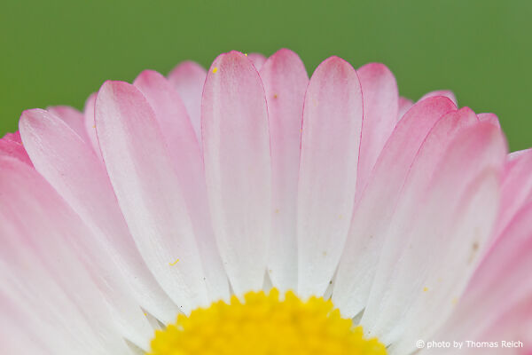 Common Daisy blossom edible