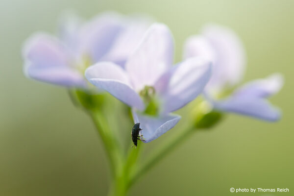 Cuckoo flower blossom with insect