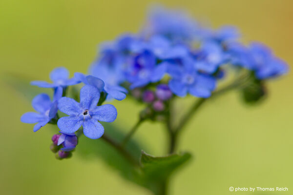 Blue Forget-me-nots bloom time